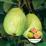 Guava / Perakka (Taiwan Pink, Layer) Fruit Plant