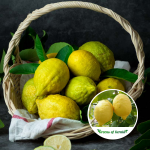 thailand lemon plant