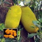 thenvarikka jack plant