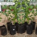 pickle-lime-vadukapulli-seedling