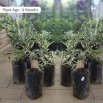 Perakka (Varigated, Layer) Live Fruit Plant