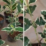 Guava / Perakka (Varigated, Layer) Fruit Plant - Image 5