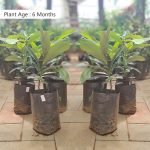 buy velvet apple sapling online