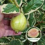 verigated guava plant