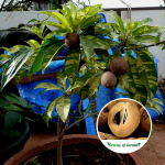 verigated sapota plant