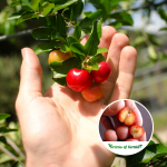 Acerola Cherry Plant