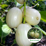 white jamun plant