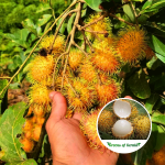 yellow e35 rambutan plant