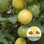 yellow passion fruit plant