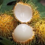 yellow rambutan live plants