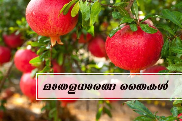 annar saplings plant