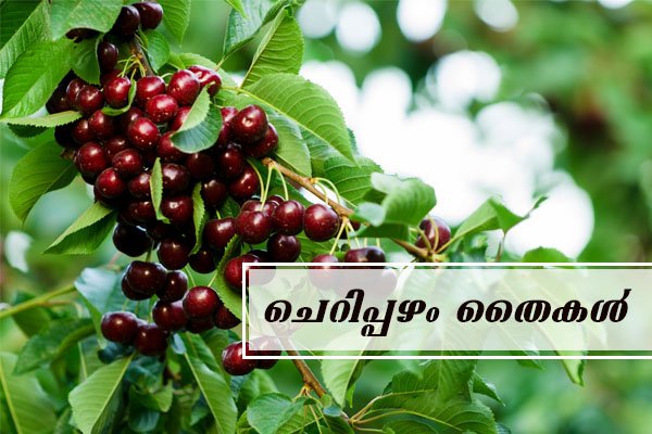 cherry fruit sapling