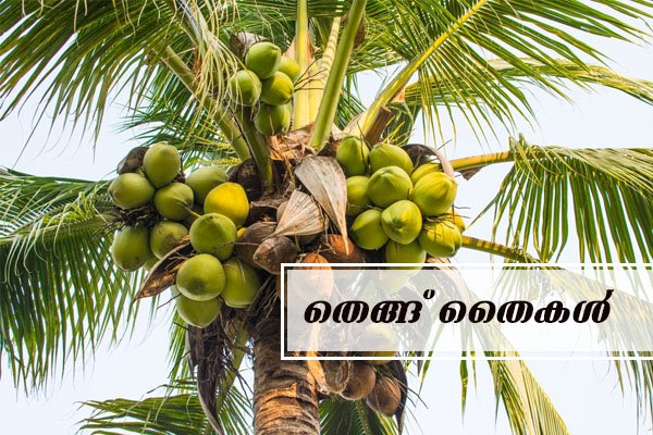 coconut tree sapling