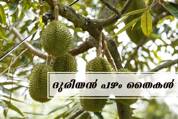 durian fruit plant