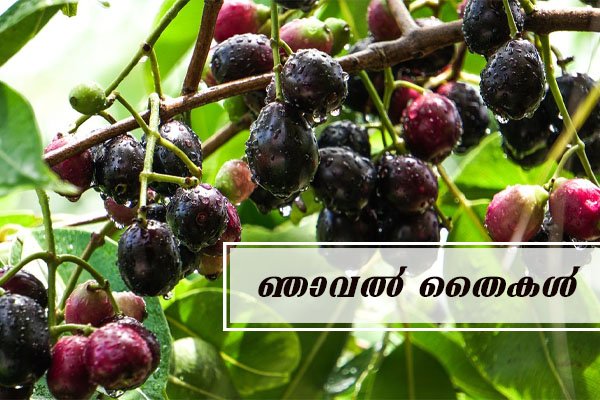 jamun fruit sapling
