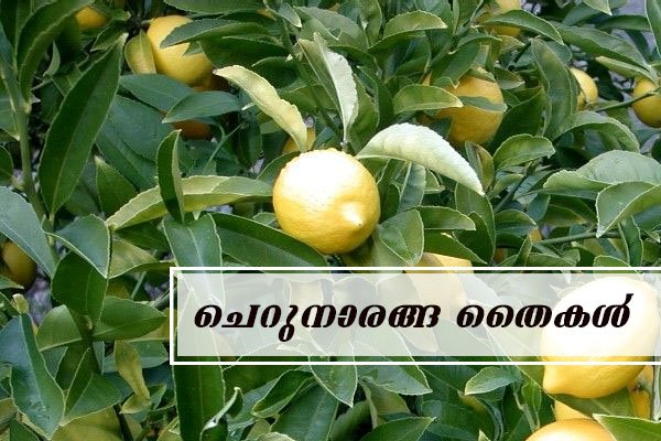 lemon fruit plant