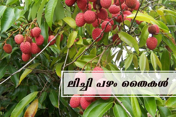 lychee fruit sapling plant