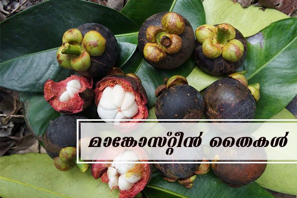 mangosteen fruit plant