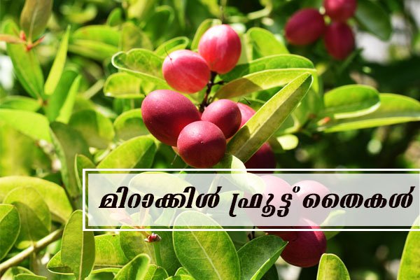 miracle fruit sapling