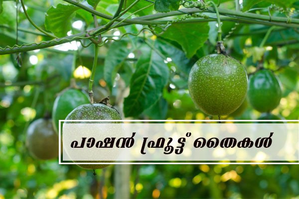 passion fruit sapling