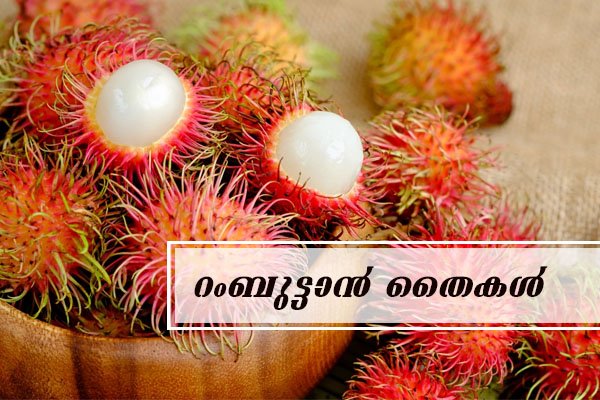 rambutan plant sapling