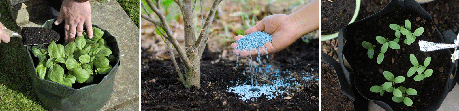 common fertilizers in grow bag
