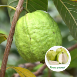 1kg white guava fruit plant purchase