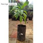 Abiu (Pouteria Caimito) Fruit Plant - Image 5