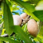 Chikoo / Sapota (Banana, Grafted) Fruit Plant - Image 2