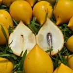 Buy Abiu (Pouteria Caimito, Seedling) Fruit Live Plant Online