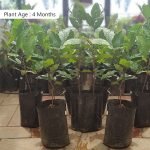 Buy Rambutan (Seedling) Fruit Plant Online