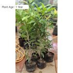 Chikoo Sapota sapling plant