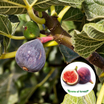 Fig fruit plant purchase