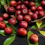 Buy Kokum (Sweet, Sapling) Fruit Live Plant Online