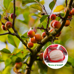 Sweet Kokum Fruit Plant Sale