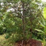 matured live abiu plants