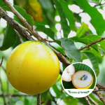 abiu fruit plant sale