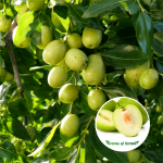 indian jujube plant sale