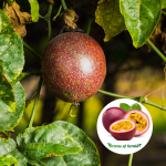 red passion fruit plant