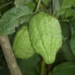 ganapathi-citrus-seedling