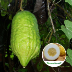 ganapathi naragam plant