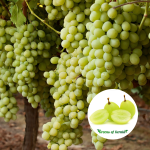 green grape plant