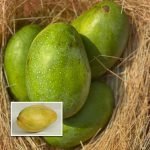 imam pasanth live mango plant online