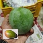 jehangir live mango plants