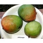 live jahangir lmango plants online