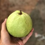 guava kg live plants