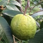 1kg guava live plants