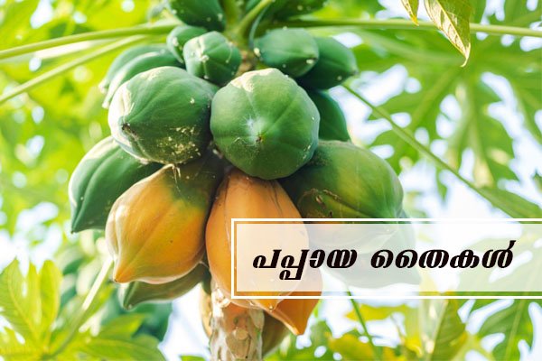 papaya sapling plant