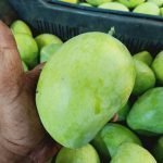 priyoor mango live plants