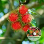 rambutan seedling plant sale